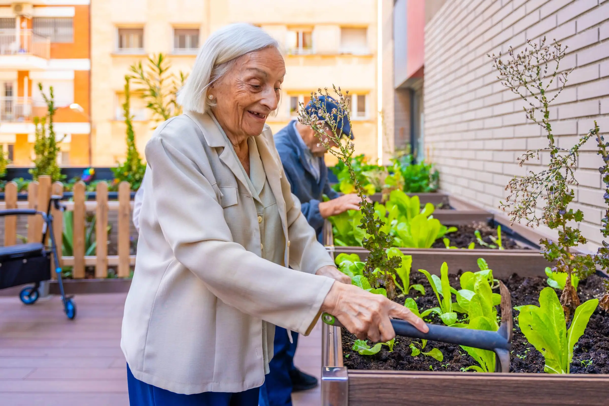 Une dame âgée arrose des plants de laitue dans un jardin extérieur.